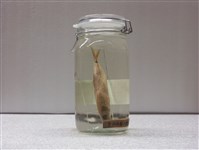 藏品(長身圓鰺)的圖片